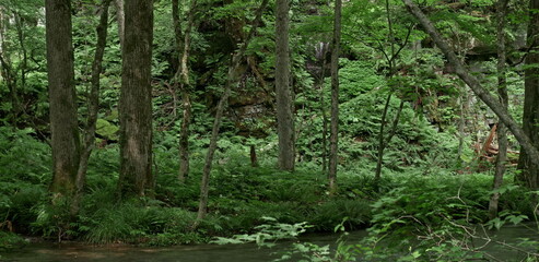 Fototapeta premium Green forest trees and ferns growing along a river in summer nature