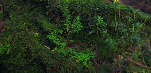 Fototapeta premium Vibrant green moss and small plants growing in a lush summer forest