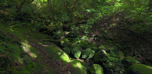 Fototapeta premium Sunlight filtering through green forest trees onto mossy rocks