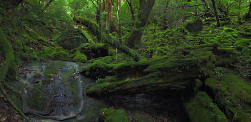 Fototapeta premium Lush green moss covering logs and rocks in a dense summer forest