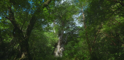 Fototapeta premium Lush ancient forest canopy with a giant cedar tree and green ferns