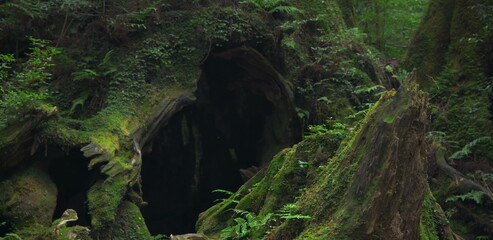 Naklejka premium Massive hollow tree stump covered in moss in a primeval forest grove