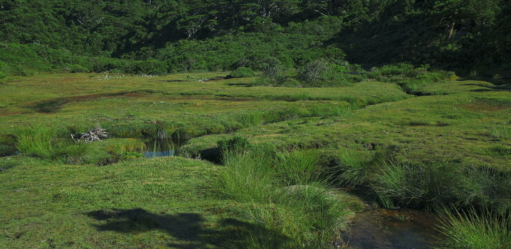 Green alpine meadow with marshy ponds surrounded by forest hills