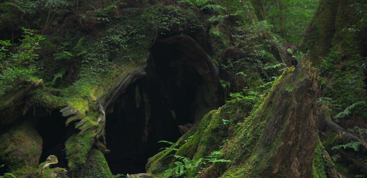 Massive hollow tree stump covered in moss in a primeval forest grove