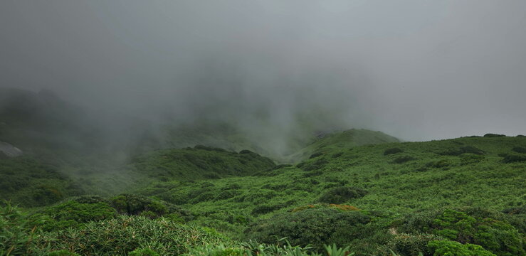 Misty green mountain valley with dense fog and alpine vegetation views
