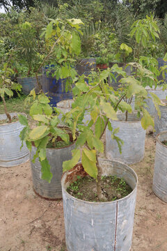 Flacourtia jangomas fruit on tree in farm
