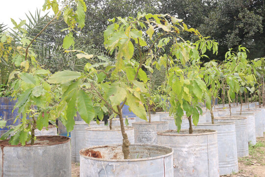Flacourtia jangomas fruit on tree in farm