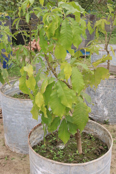 Flacourtia jangomas fruit on tree in farm