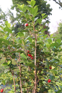 Cedar Bay Cherry, Eugenia reinwardtiana, Australian Beach Cherry