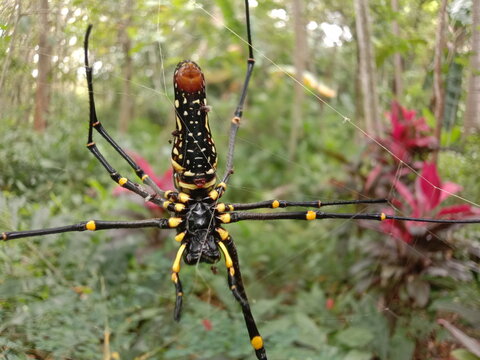 Laba laba besar hitam kuning dijaring dengan latar belakang hUtan tropis
