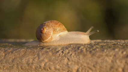 A close-up view of a snail moving along a wooden surface, showcasing its shell and body in natural light. © alan1951