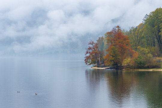 View of Lake Bohinj with colorful autumn trees on the shore, thick fog over the calm water, and ducks swimming in the foreground Bohinjsko jezero, Radovljica, Slovenia.