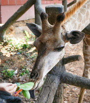 Close-up Portrait of a young Giraffe Head feeding by people hand at a Tropical Safari Park Restaurant