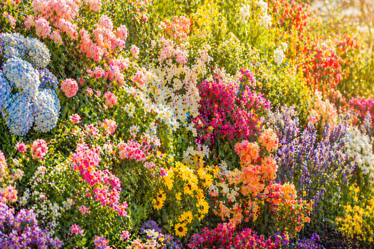 Vibrant wall of blooming flowers in various colors under sunlight, showcasing natural beauty, spring garden, and rich floral textures.