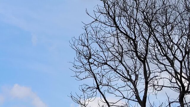 Intricate bare branches of a deciduous tree silhouetted against a bright blue sky with scattered white clouds, suggesting a winter scene or a dormant state.