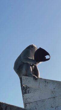 A macaque sits on a stone wall on the grounds of the Uluwatu Temple, gnawing on a stolen cap. A funny scene featuring a curious monkey in a tourist area of ​​tropical Asia.