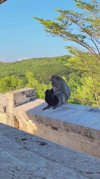 A curious macaque holds and chews on someone's cap while perched on a stone wall on the grounds of the Uluwatu Temple in Bali.