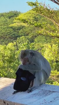 A macaque sits on a stone fence and chews on a stolen cap on the grounds of the Uluwatu Temple in Bali. A funny moment with a wild monkey in a tropical tourist area.
