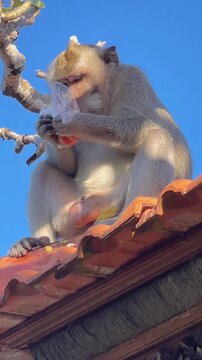 A macaque sits on a rooftop and unpacks a tangerine in cellophane against the backdrop of a blue sky on the grounds of the Uluwatu Temple in Bali.