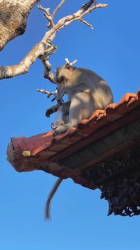 A macaque sits on a rooftop against a bright blue sky, dropping scraps of food on the grounds of Uluwatu Temple in Bali.
