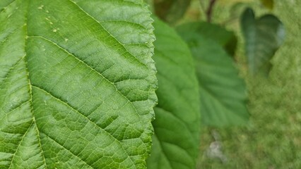 Fototapeta premium Close up large green leaf with visible veins and natural texture, fresh botanical surface perfect for eco concepts, nature backgrounds, and organic visual design.