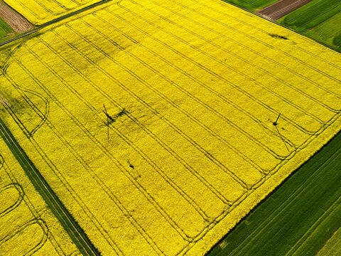 Aerial View of Vibrant Yellow Rapeseed Field with Tractor Tracks