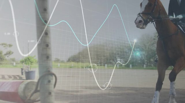 Male rider guiding chestnut horse to low jump as waveform sweeping, highlighting head for training