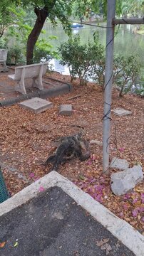 Incredible 4K vertical footage of large water monitor lizards wrestling for dominance in Lumphini Park. A unique scene of urban wildlife in the heart of Bangkok, Thailand.