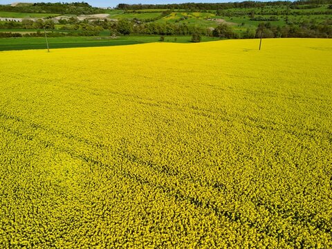 Aerial View of Vibrant Yellow Rapeseed Field with Tractor Tracks