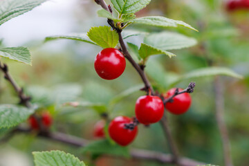 Obraz premium Close-up of bright red berries on leafy branches