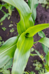 Fototapeta premium Close-up of growing maize seedling