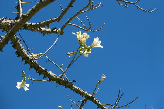 White floss-silk tree (Ceiba insignis)