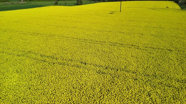 Aerial View of Vibrant Yellow Rapeseed Field with Tractor Tracks