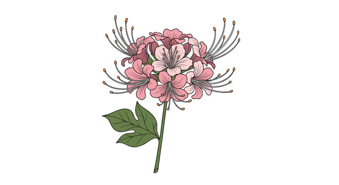 Detailed botanical illustration of a pink spider lily flower also known as lycoris radiata on a single green stem.