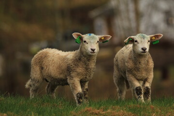 Fototapeta premium Two Sheep with Ear Tags in a Norwegian Landscape