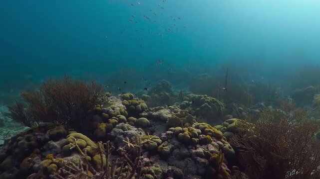 Coral reef and fish in the deep murky water. Underwater video, morning sun and reef. Scuba diving in the current with corals and fish. Marine wildlife. 