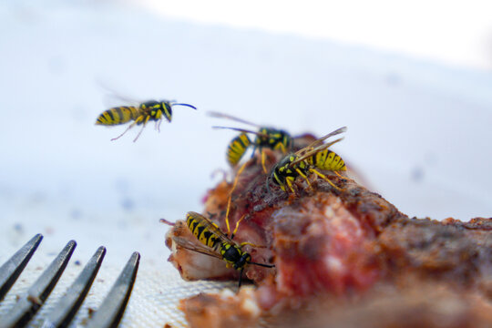 Macro close-up of several yellowjackets wasps feeding on a piece of cooked meat placed on a plate, with a fork visible nearby. The image captures detailed textures of the insects and food.