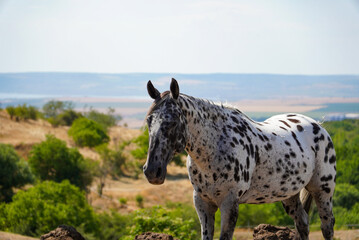 Close-up of a black and white spotted horse standing in a green meadow, with a scenic elevated landscape visible in the background.  © Кристина Ненчева