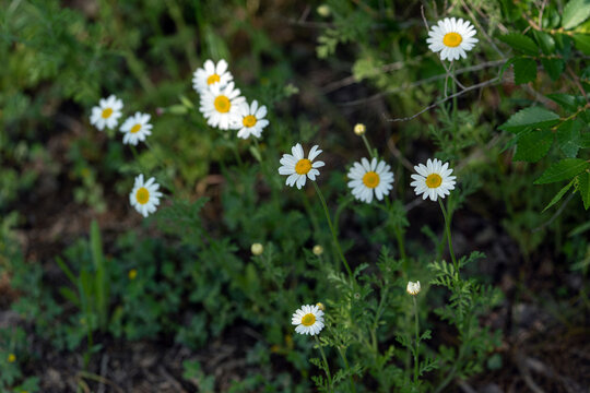Field of wild daisies (Anthemis arvensis) in a natural meadow. High-angle shot of delicate white wildflowers with yellow centers growing among green grass and rocky soil.