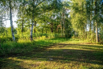 Słoneczna polana w brzozowym lesie. Malowniczy krajobraz wiejski z ciepłym światłem i długimi cieniami na trawie. © Henryk Niestrój