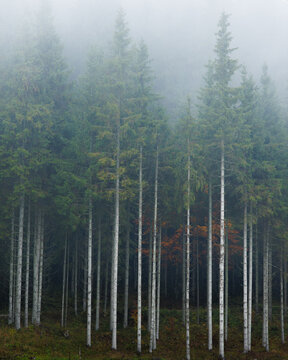 View of tall evergreen trees with slender trunks standing in a dense misty forest during autumn in Srednja Vas v Bohinju, Radovljica, Slovenia.
