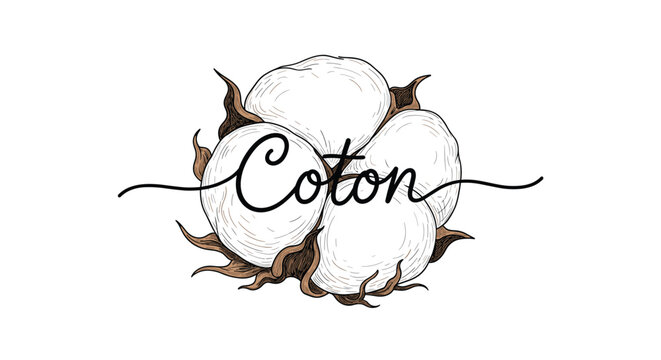 Hand drawn vintage style logo for cotton products featuring a soft white cotton boll with delicate brown husk details.