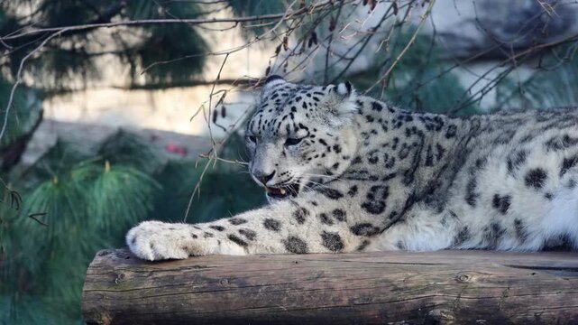 Snow leopard resting on a wooden log yawns and then looks directly at the camera in a natural habitat surrounded by greenery and branches