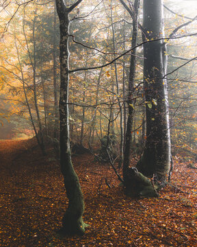 View of a misty autumn forest with tall beech trees, golden foliage, and a ground covered in fallen leaves during a foggy morning in Srednja Vas v Bohinju, Radovljica, Slovenia.