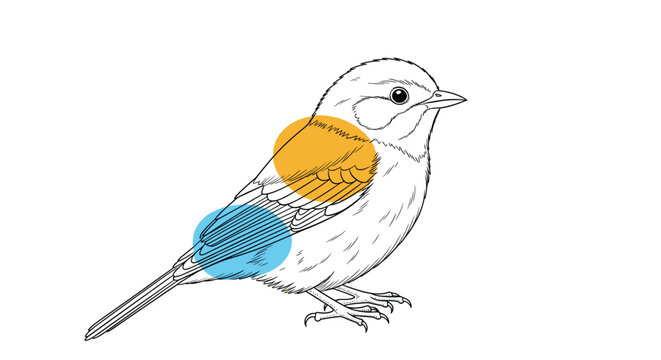 Detailed scientific line drawing of a bird with highlighted colored sections on the wing and lower back for identification.