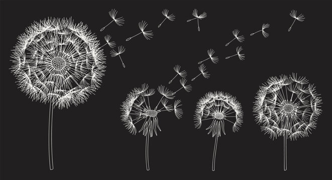 Beautiful white dandelions with seeds blowing in night wind on dark background creates poetic and dreamlike nature scene for meditation.