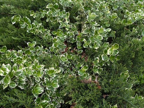 Variegated evergreen groundcover leaves of Euonymus fortunei shrub