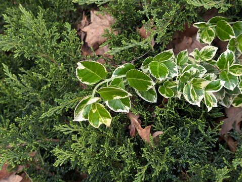 Variegated evergreen groundcover leaves of Euonymus fortunei shrub