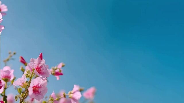 Pink summer flowers in bright blue sky. Pink weeping crabapple blossoms on a branch against a clear blue sky in springtime. Space for text. Cosmos beauty