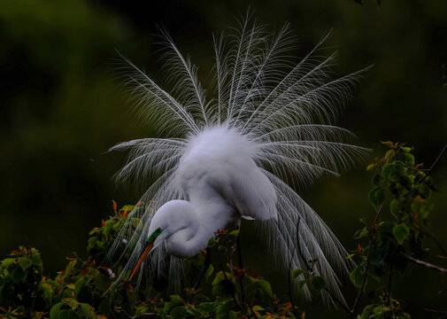 Great egret 
